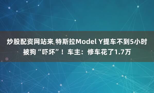 炒股配资网站来 特斯拉Model Y提车不到5小时被狗“吓坏”！车主：修车花了1.7万